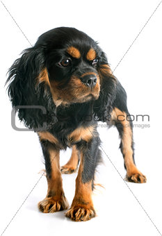 puppy cavalier king charles