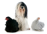 Tibetan terrier and chicken
