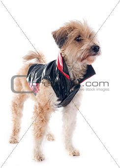 dressed Tibetan terrier
