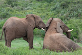 A pair of African elephants