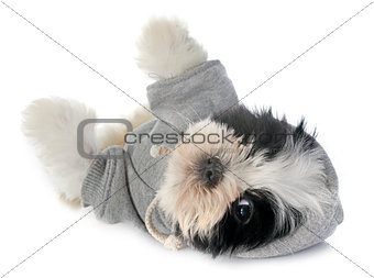 dressed puppy shitzu