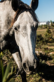 Grey horse peeking