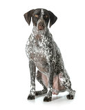 german shorthaired pointer male