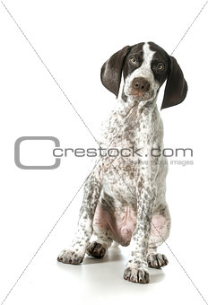 german shorthaired pointer puppy female