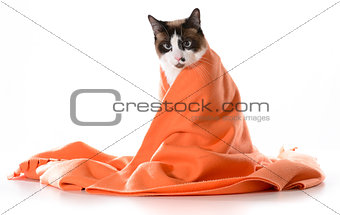 cat under cover