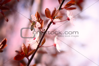 Spring cherry blossom