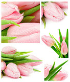 Tulips Collection
