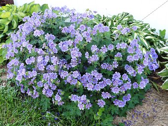 A purple flowered bush
