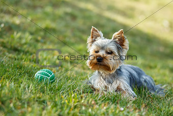 Cute small yorkshire terrier