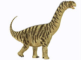 Camarasaurus Juvenile