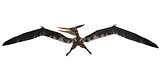 Pteranodon Flight on White