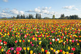 Field of Colorful Tulips Landscape