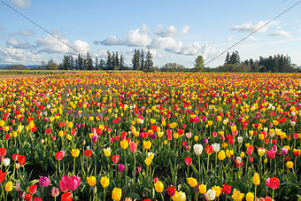Field of Colorful Tulips Landscape