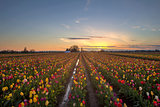 Tulip Field at Sunset