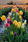 Rows of Mixed Color Tulip Flowers