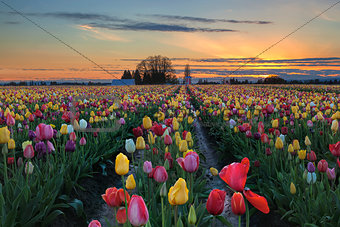 Tulip Farm Field at Sunset