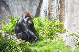 Relaxed Western Lowland Gorilla