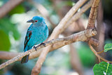 Fairy-bluebird of Malaysia and the Philippines