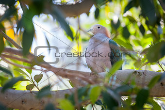 Sulawesi Green Imperial-pigeon of Indonesia
