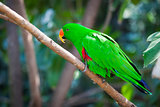 Male Indonesian Eclectus Parrot
