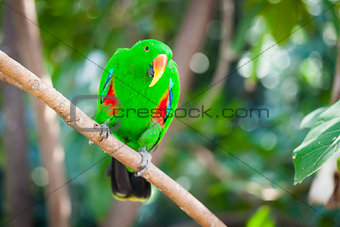 Male Indonesian Eclectus Parrot
