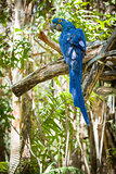 The Endangered Hyacinth Macaw of South America