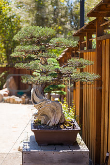 California Juniper Bonsai Tree