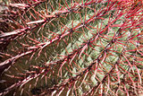 The Biznaga Cactus Detail