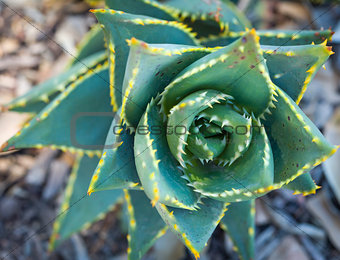 Abstract of Desert Succulent