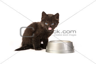 Black kitten drinks milk, on a white background