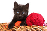 Black kitten playing with a red ball of yarn on white background