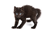Frightened black kitten standing on a white background