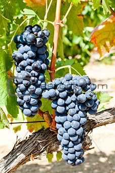blue grapes, La Rioja, Spain