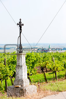 vineyard near Unterretzbach, Lower Austria, Austria
