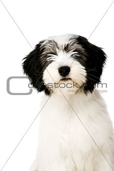 Polish Lowland Sheepdog isolated on a white background