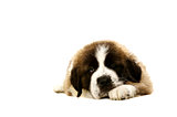 St Bernard puppy laid isolated on white