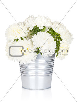 White aster flowers