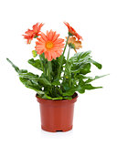 Gerbera in flowerpot