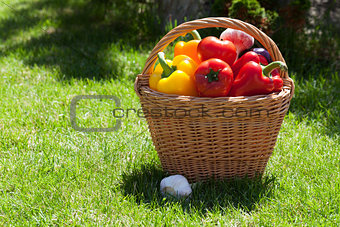 Fresh ripe vegetables in the basket