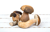 wild mushrooms on white background