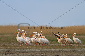 pelicans in the Danube Delta