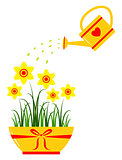 daffodils and watering can
