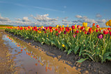 Reflection of Tulips