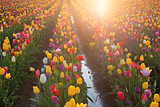 Multi Colors Tulips Glowing in the Sun