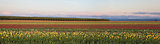 Field of Tulips Panorama