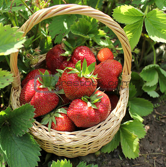 Fresh organic strawberries in basket