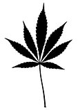 Vector Illustration of Hemp Marijuana Leaf