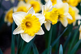 Narcissus (plant), daffodil
