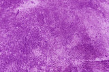 purple color cement