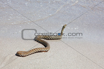 snake on the sand